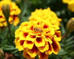 Tapeta Nature Flowers 184.jpg